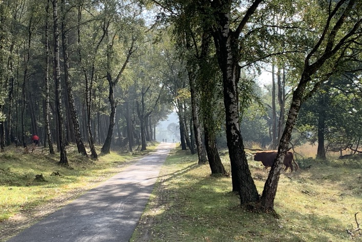 NL Veluwe03 2020
