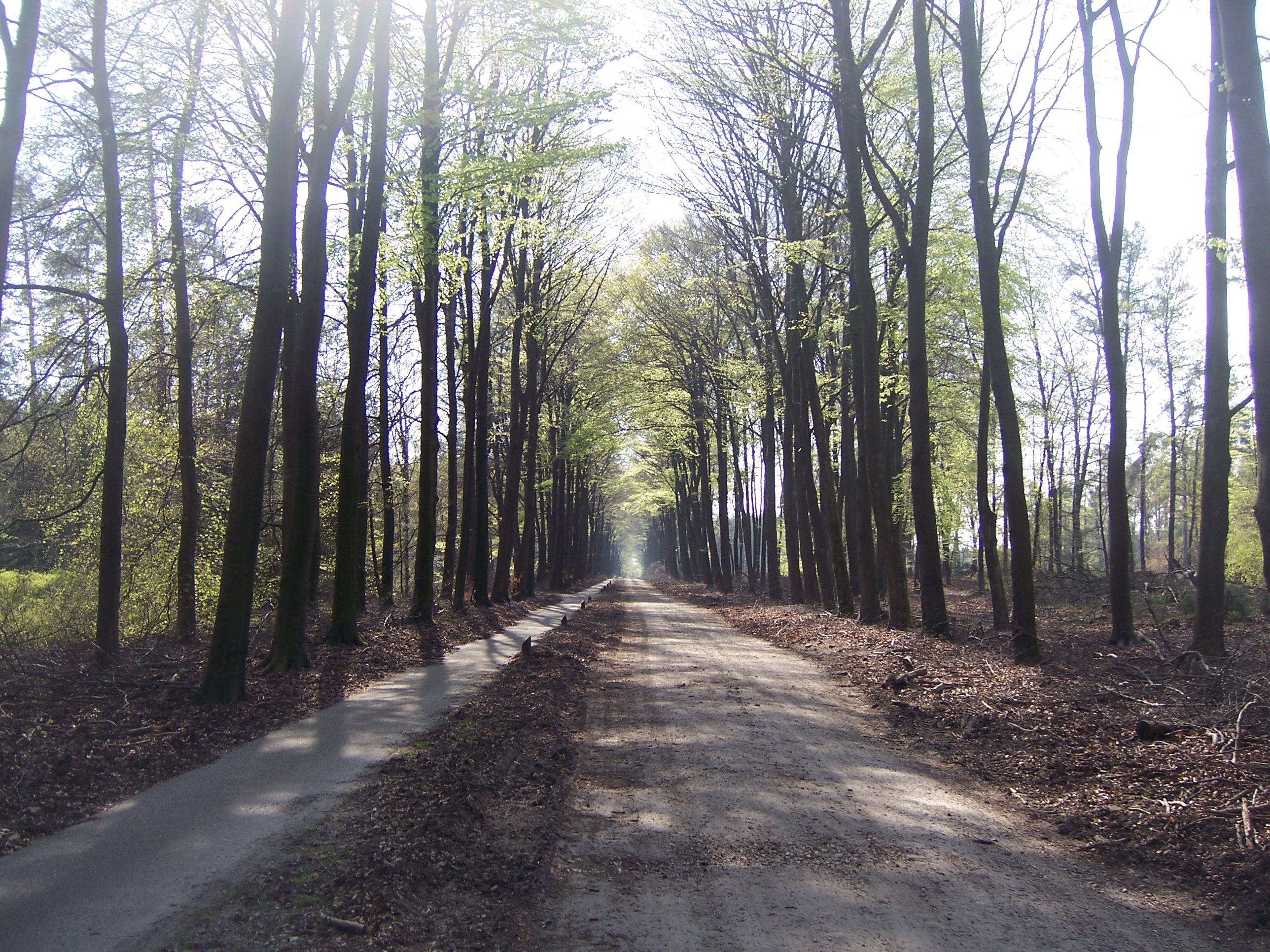 NL Veluwe44 NL Veluwe44